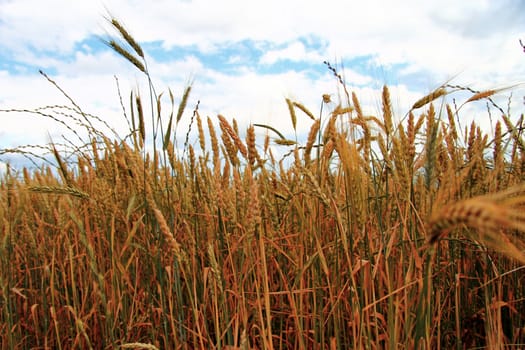 Golden Ears On The Summer Field Before Harvest