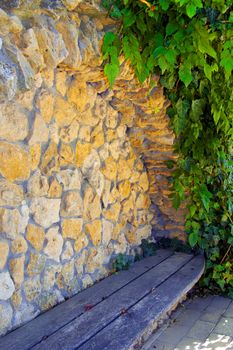 beauty wild grapes wall  as background