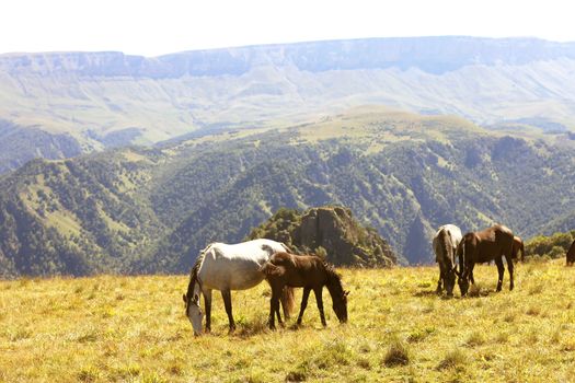 Horses On The Autumn Caucasus Meadow