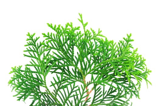 Young branch of a thuja isolated on a white background