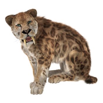 3D digital render of a sitting smilodon or a saber toothed cat isolated on white background