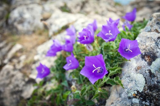 Purple bell flowers on rock