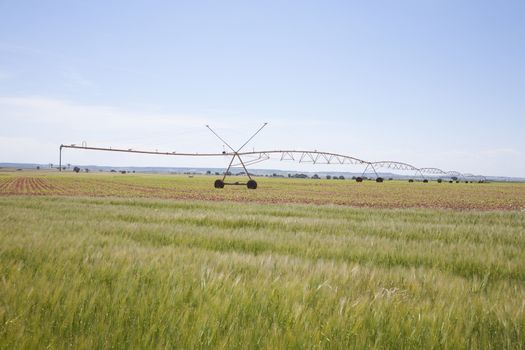 wheat green field landscape with irrigate wheels in Castilla Spain