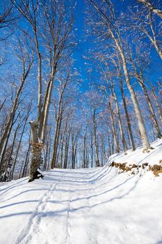 Covered snow footpath through forest with frozen trees on a sunny winter day