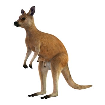 3D digital render of a red kangaroo caring a cute joey in a pouch isolated on white background