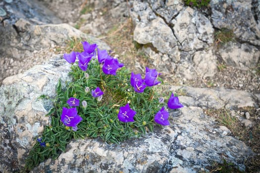 Purple bell flowers on rock