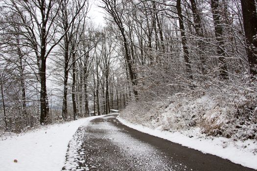 Forest road by lake in winter