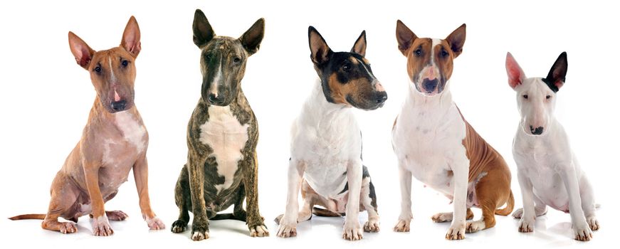 group of  bull terrier in front of white background