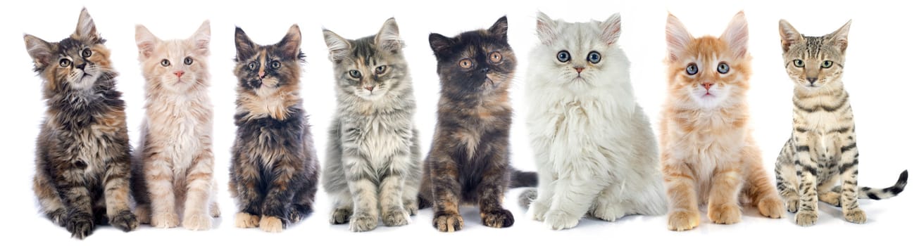 group of kitten in front of white background