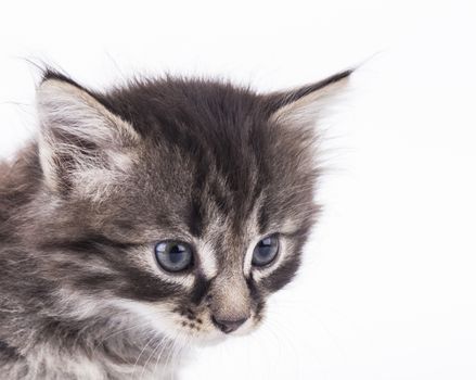 kitten on a white background