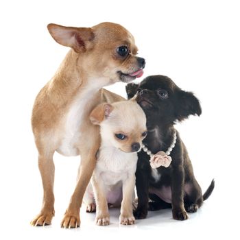 family chihuahua in front of white background