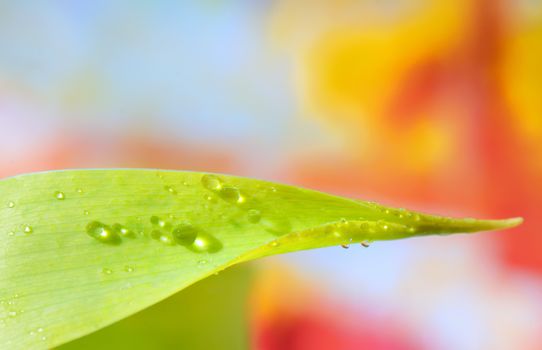 water drops on the green grass in spring time