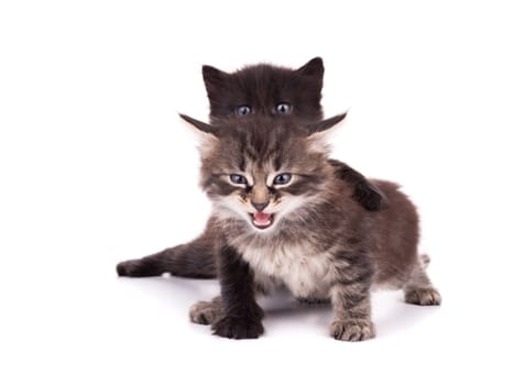 Portrait of group of young cats. Studio shot. Isolated. 