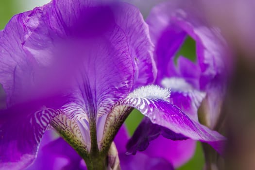 Stamens on the leaf field lilac flower