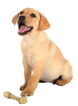 Cute Labrador puppy with a rawhide bone isolated on white
