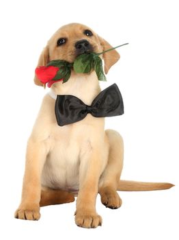 Cute Labrador puppy with a rose and black bow tie