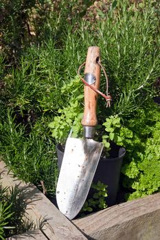 stainless steel garden trowel in a herb garden in Ireland