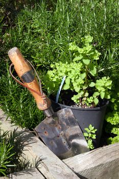 stainless steel garden trowel in a herb garden in Ireland