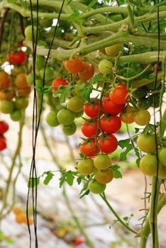 Cherry tomatoes growing on the vine