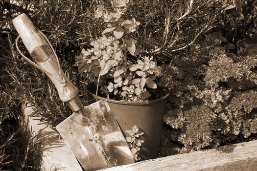 stainless steel garden trowel in a herb garden in Ireland in sepia