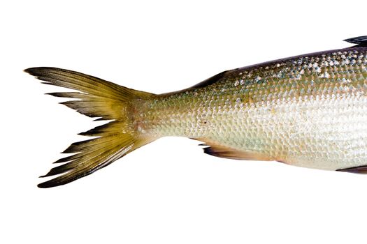 fresh fish on a white background. tail herring