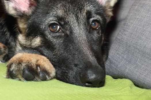 Grown German shepherd puppy lying on the couch.