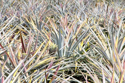 Pineapple fruit field background