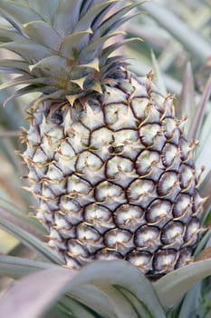 close up image of Fresh Pineapple in farm.