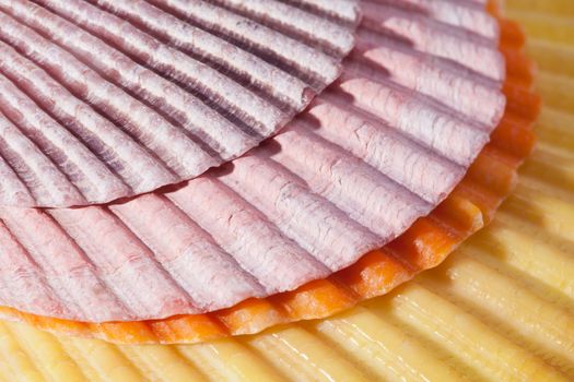 background of some colorful sea shells macro