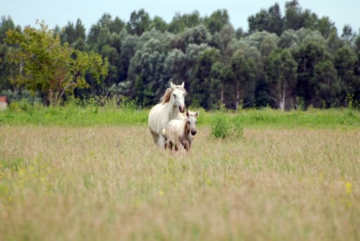 white horse with foal graze on the field