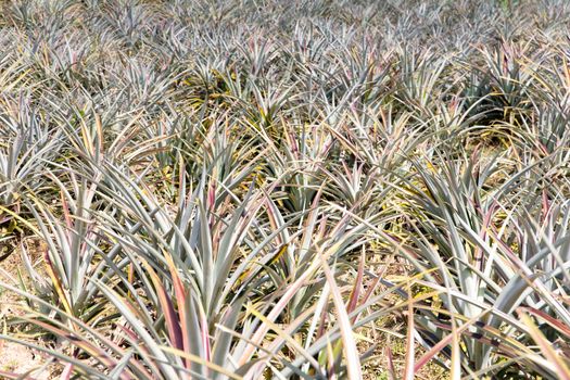 Background of pineapple fruit field