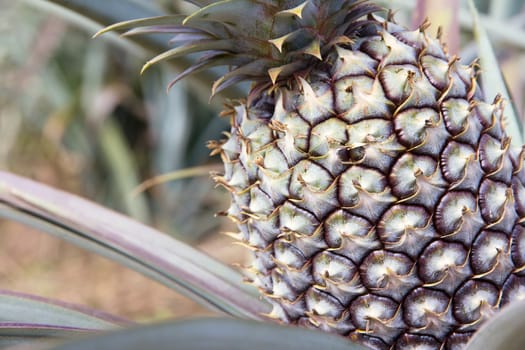 close up image of Fresh Pineapple in farm.
