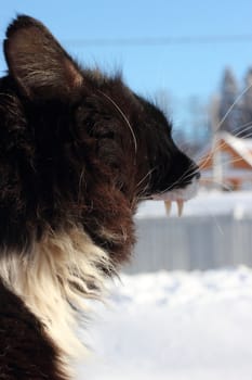 Yawning black and white fluffy cat with long whiskers