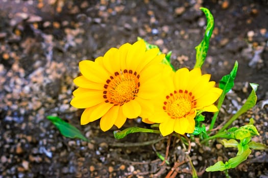 Two beautiful large flower with yellow petals and green leaves grow in a flower bed.