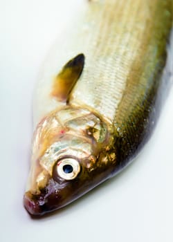 fresh fish on a white background. herring