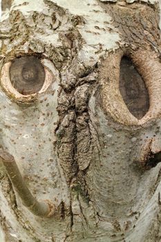 A tree with a face