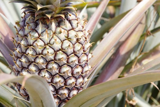 close up image of Fresh Pineapple in farm.
