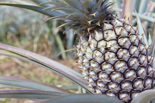 close up image of Fresh Pineapple in farm.