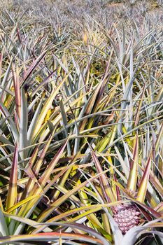 Background of pineapple fruit field