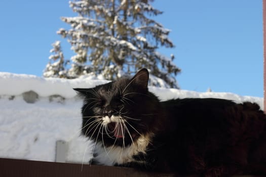 Yawning black and white fluffy cat with long whiskers