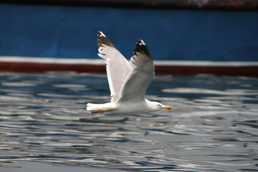 White Seagull flying over the water along the ship. Sea bird