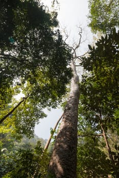 Trees. The forests are abundant tropical fruits. Moreover, the moisture of the forest.