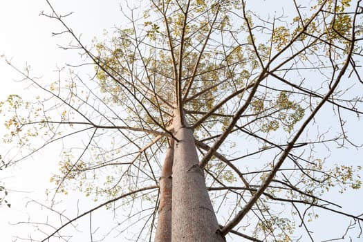 tall tree. The branching out a lot, but very rarely leaves. In the forest is wet.