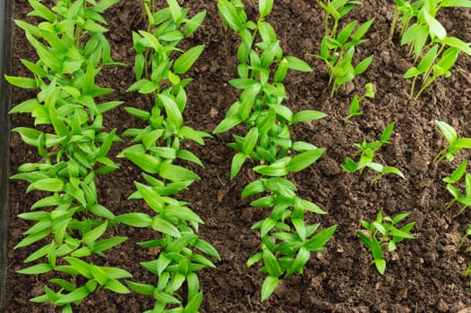 Young green pepper seedlings