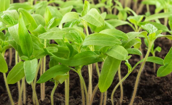 Young green tomato seedlings