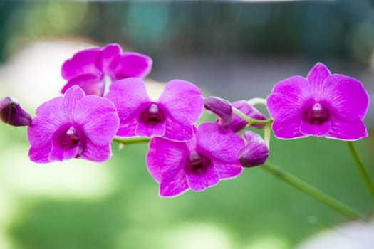 Blue Orchid. Bouquet of blue flowers planted the trees in the garden.