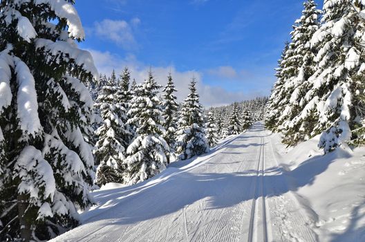 fresh track for cross-country skiing through the forest with lots of snow