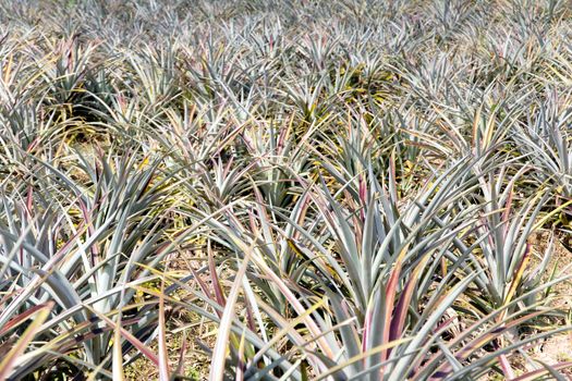 Background of pineapple fruit field