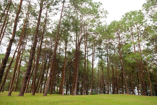 Pines growing on the grassy knoll. Pine growing on the lawn on a hill in the park.