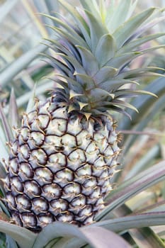 close up image of Fresh Pineapple in farm.
